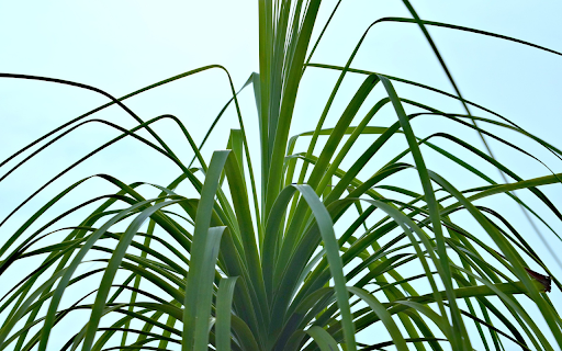 Long Leaf Plant screenshot 1