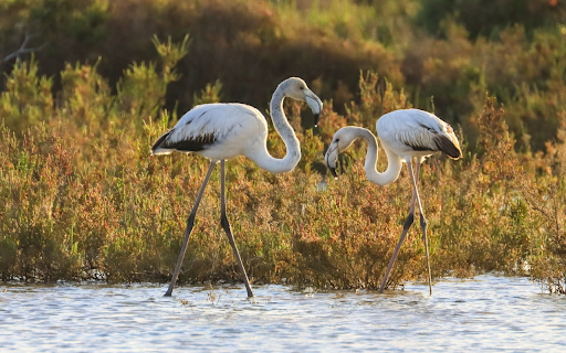 Long-legged bird screenshot 1