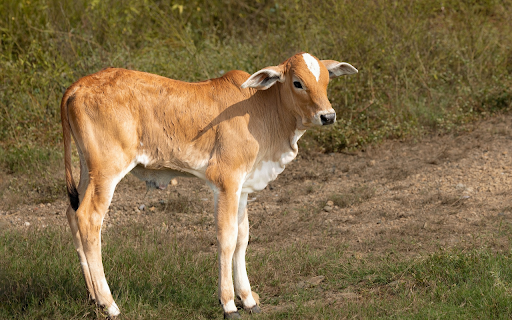 Long-legged calf screenshot 1