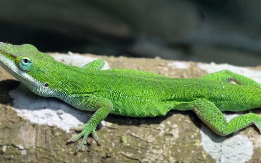 Long Mouth Lizard screenshot 1