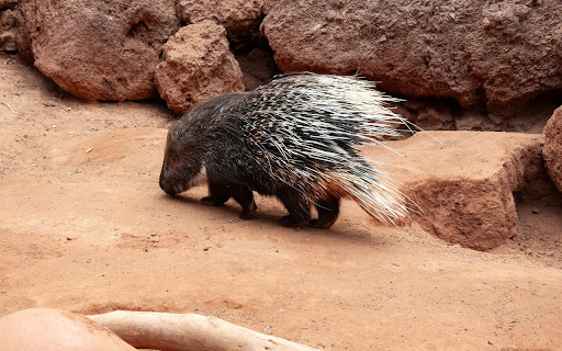 Long-Quilted Hedgehog screenshot 1