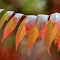 Long, serrated red leaves logo