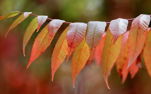 Long, serrated red leaves screenshot 1