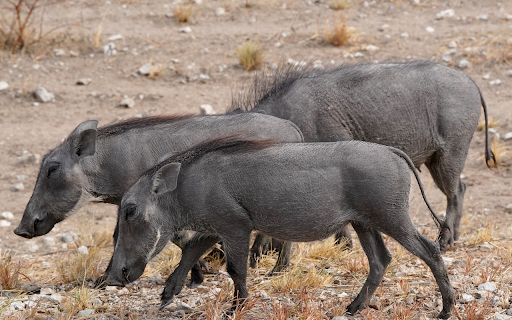 Long snout pig screenshot 1