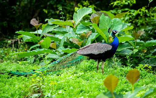 Long-tailed Peacock screenshot 1