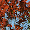Looking Up Through Red Leaves logo