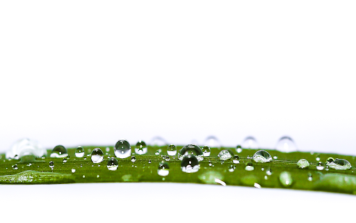 Lots of water drops on green reed screenshot 1