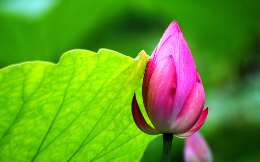 Lotus and Dawn screenshot 1