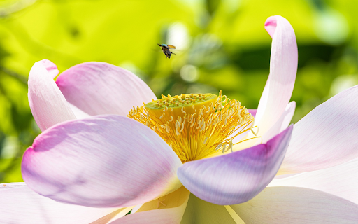 Lotus and small dais screenshot 1