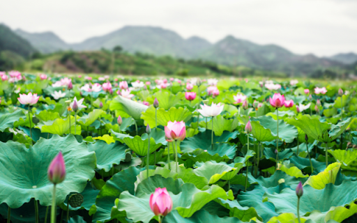 Lotus Flower Pond screenshot 1