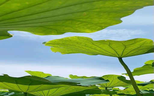 Lotus leaf wallpaper screenshot 1