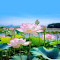 lotus pond wallpaper under blue sky logo
