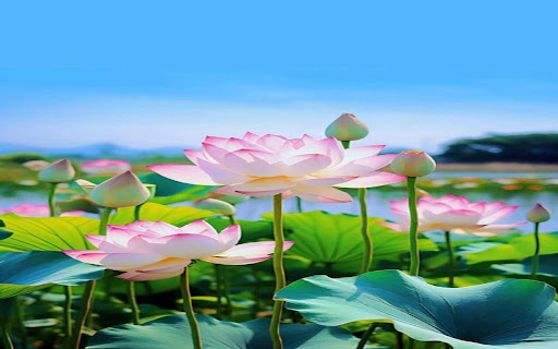 lotus pond wallpaper under blue sky screenshot 1