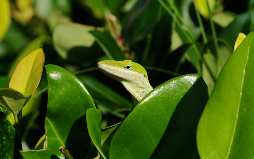 Lovely green lizard screenshot 1