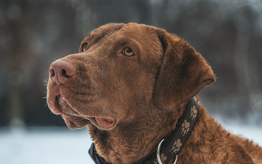 Loyal Gaze screenshot 1