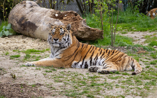 Lying Tiger screenshot 1