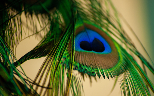 Macro Peacock Feather screenshot 1