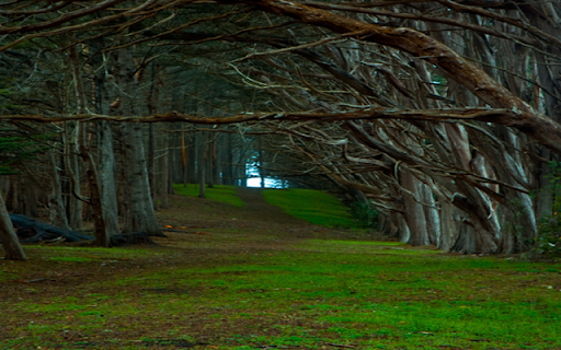 Magic Forest screenshot 1