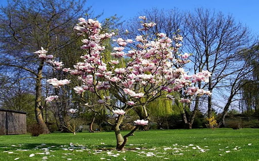 magnolia wallpaper screenshot 1