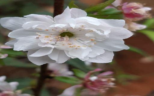 Mai flower wallpaper screenshot 1