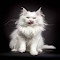 Maine Coon Cat Wallpaper logo