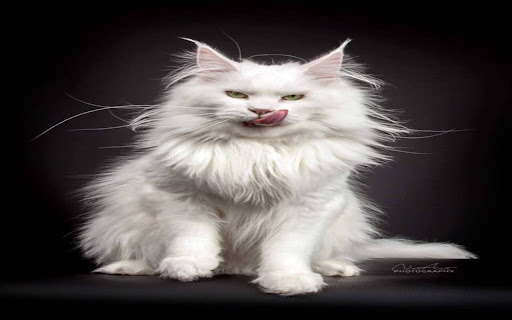 Maine Coon Cat Wallpaper screenshot 1
