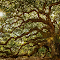 Majestic Oak Tree at Sunrise logo