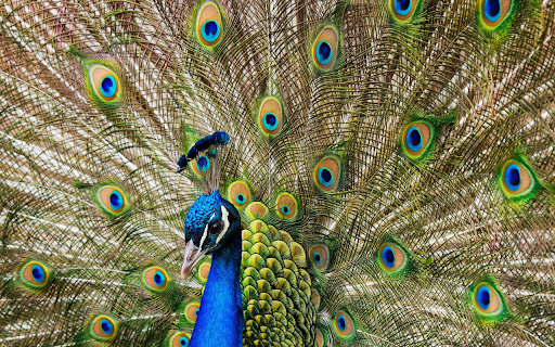 Majestic Peacock Display screenshot 1