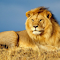 Male Lion: The King of the Savannah logo