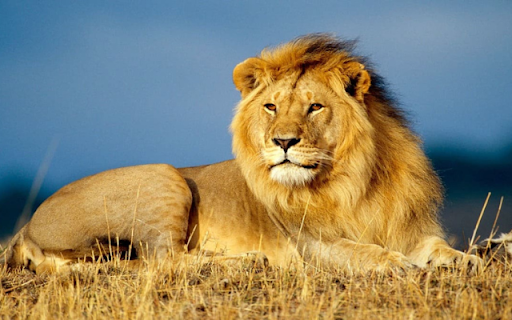Male Lion: The King of the Savannah screenshot 1