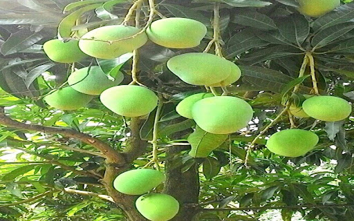 mango tree wallpaper screenshot 1