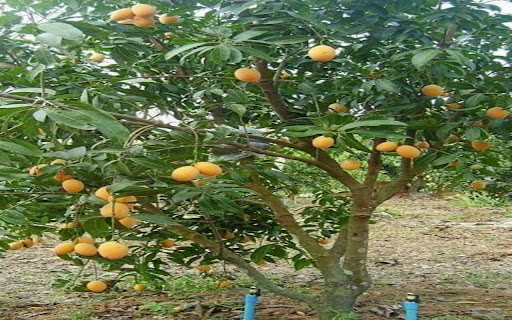 mango tree wallpaper screenshot 1