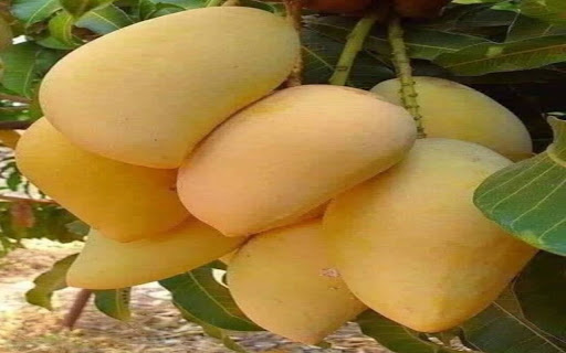 mango wallpaper screenshot 1