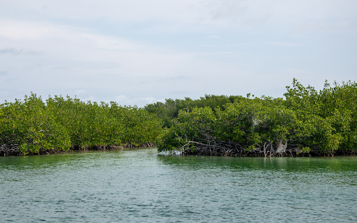 mangrove forest screenshot 1