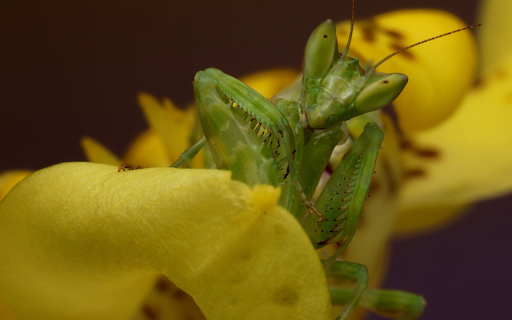 Mantis hidden warrior screenshot 1