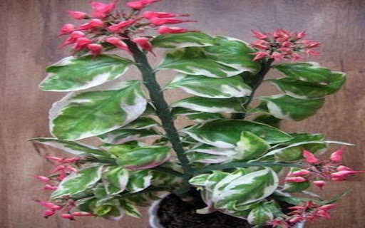 Marble Lady Wallpaper screenshot 1