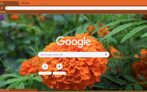 Mexican Marigold screenshot 1