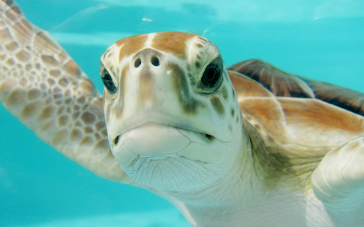 Mexico turtle swim underwater screenshot 1