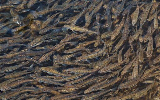 Millions of fish screenshot 1