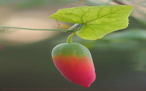 Mini Pink Melon Wallpaper screenshot 1