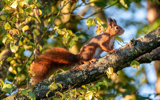 Mischievous squirrel screenshot 1