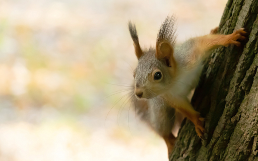 Mischievous yellow squirrel screenshot 1