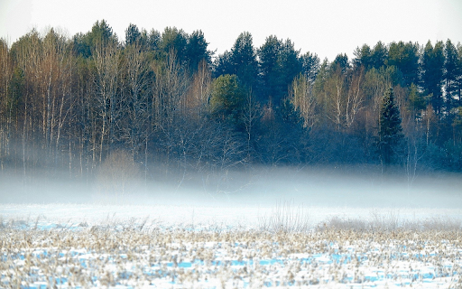 Misty forest screenshot 1