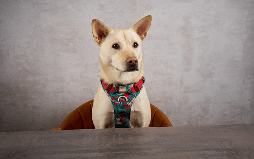 Mixdog-yakult screenshot 1