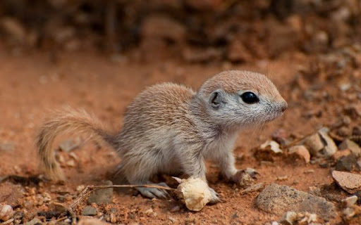 Mohave Ground Squirrel Theme – A Rare Desert Explorer screenshot 1