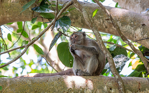 Monkey on the tree screenshot 1