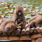 Monkey sunbathing by lily lake logo