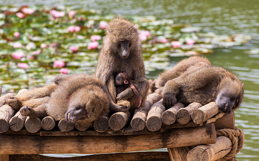 Monkey sunbathing by lily lake screenshot 1