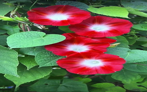 Morning Glory Wallpaper screenshot 1