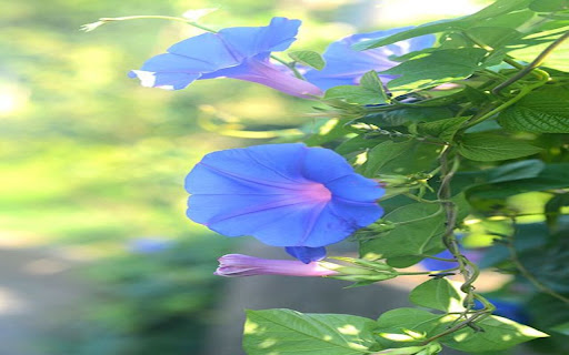 morning glory wallpaper screenshot 1